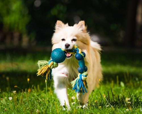 a dog running with a toy in its mouth